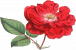 redrose-farver.png